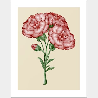 Carnation Posters and Art